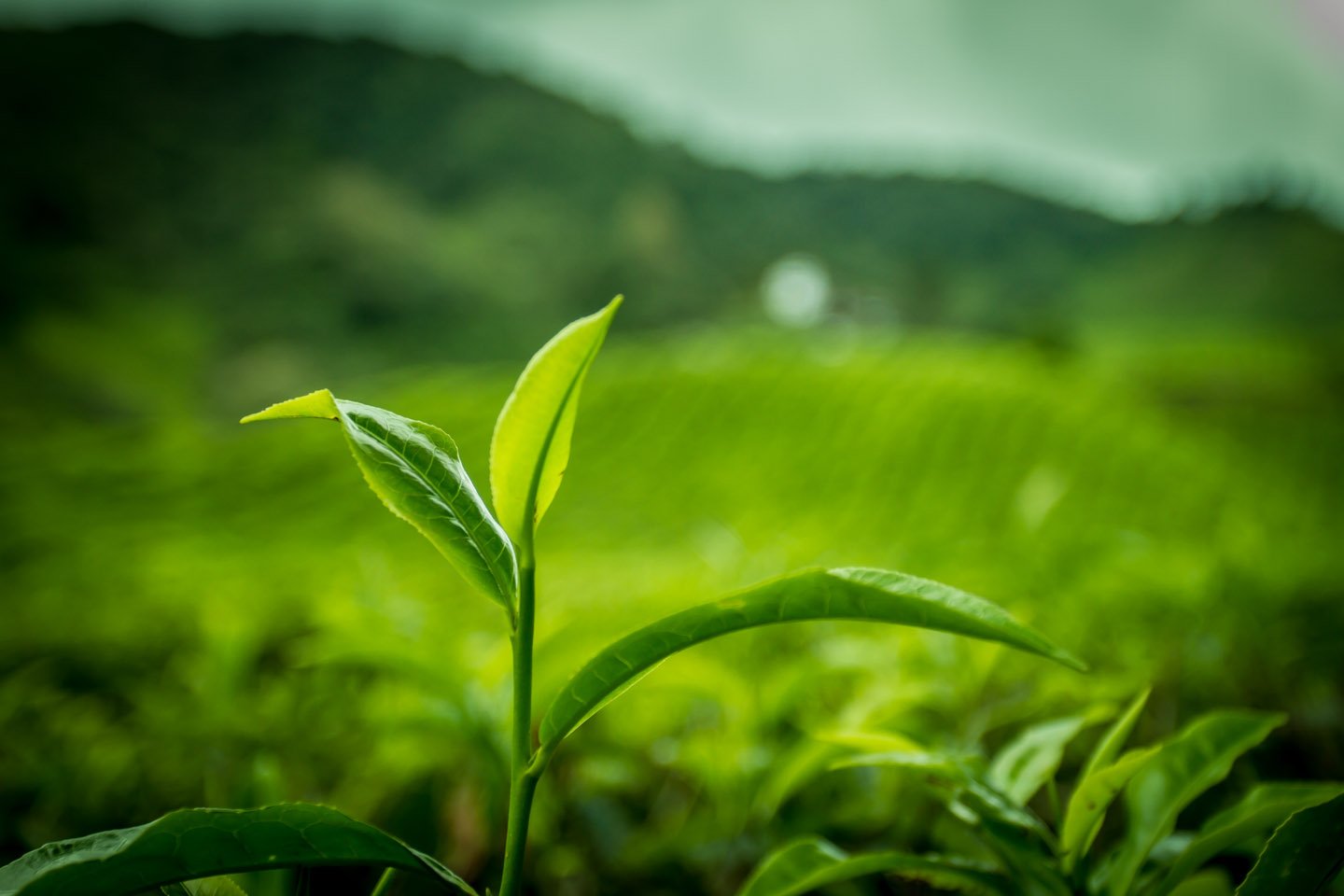 чай растение картинки